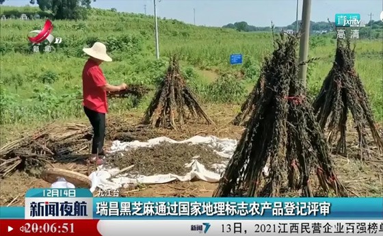 喜訊！“瑞昌黑芝麻”通過國家地理標志農(nóng)產(chǎn)品登記評審！